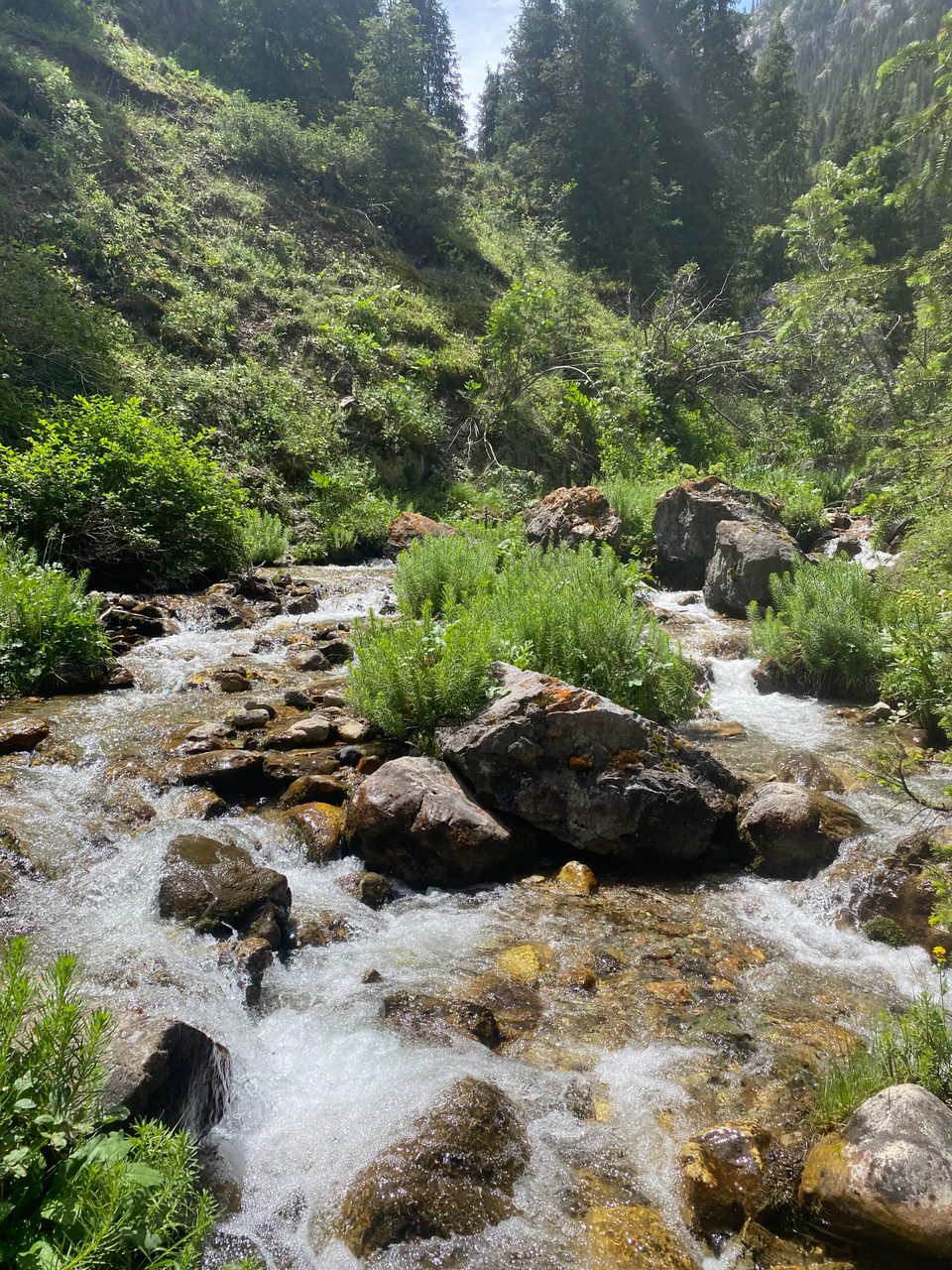 Rocky forest stream amid dense greenery in Besh-Tash.