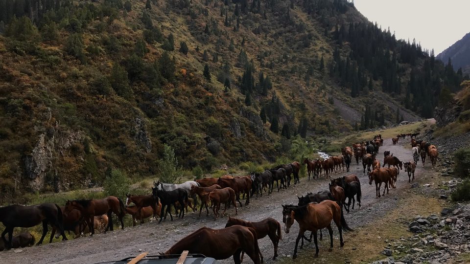 A herd of horses in Kegeti Gorge.