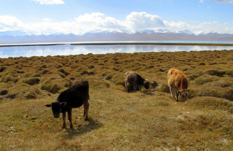 Cows grazing on the grassy shore of Son-Kul, with mountains beyond the lake.