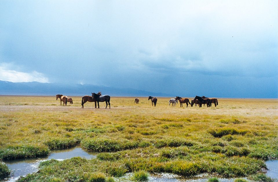 Horses standing on the open jailoo near Son-Kul under a cloudy sky.